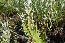 Image of alfalfa dodder