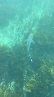 Image of Dusky Shark