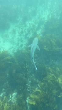 Image of Dusky Shark