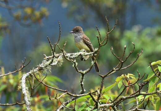 Image of Short-crested Flycatcher