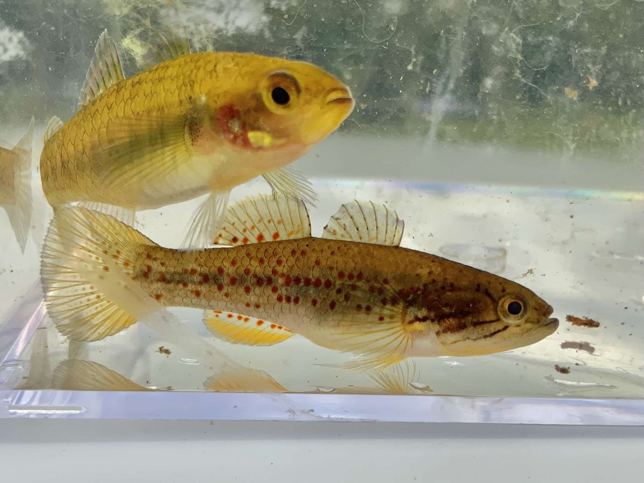 Image of Australian carp-gudgeon