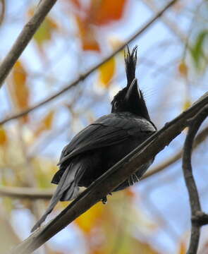 Image of Crested Drongo