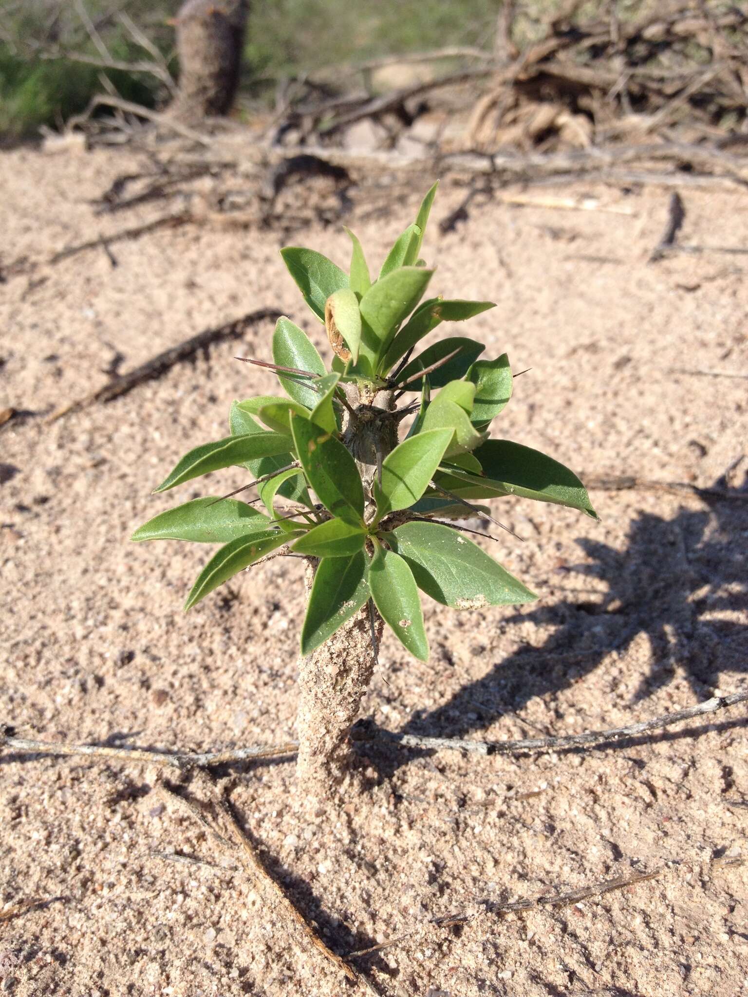 Image of Adam's tree