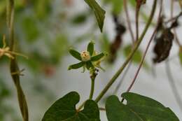 Image of Gonolobus stenosepalus (J. D. Sm.) R. E. Woodson