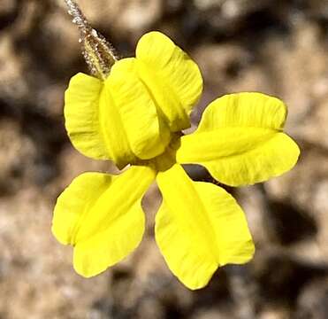 Image of Goodenia berardiana (Gaud.) R. C. Carolin