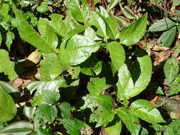 Image of Chloranthus henryi Hemsl.