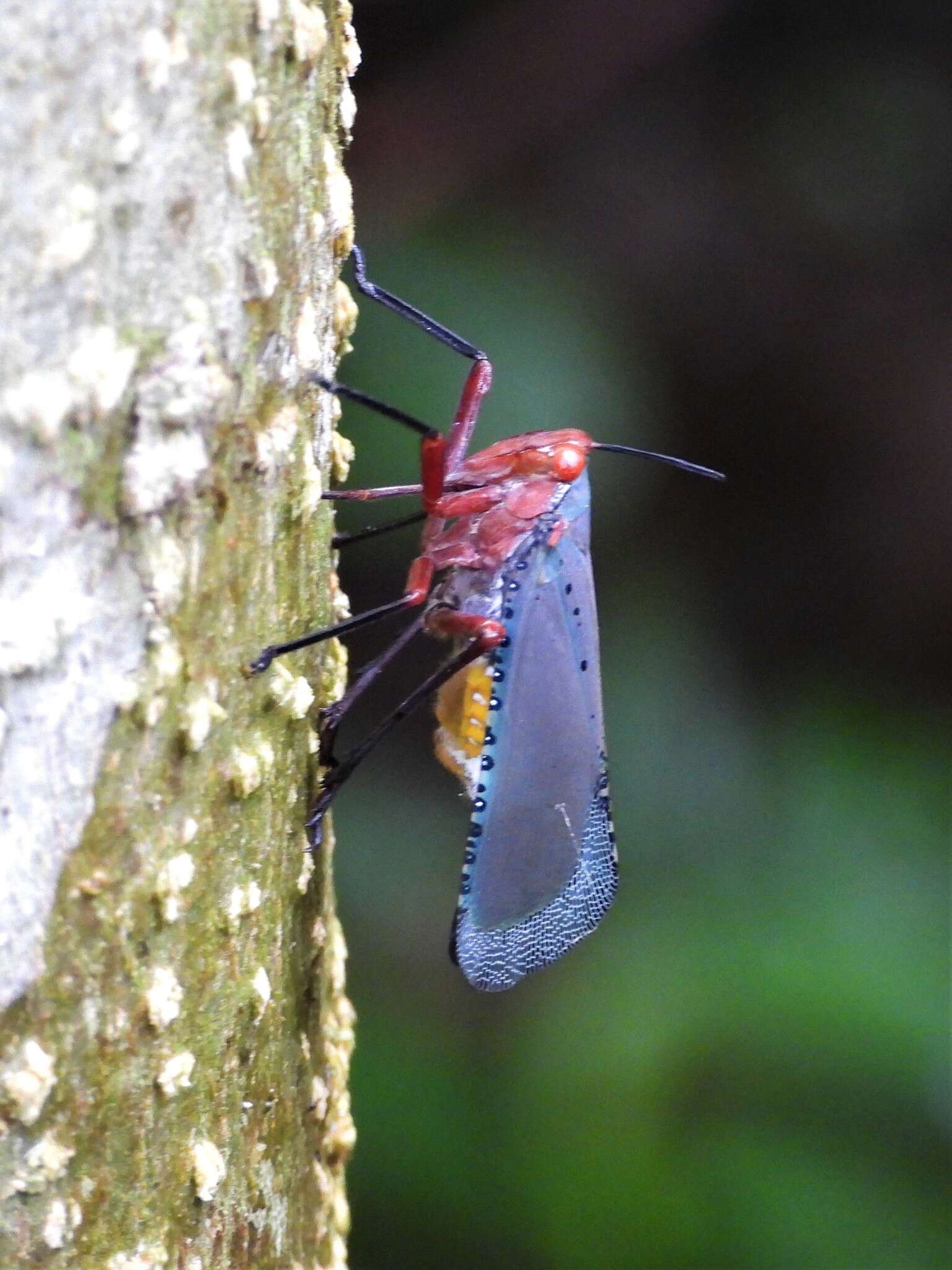 Image of Kalidasa nigromaculata (Gray 1832)