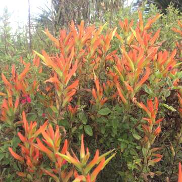 Image of <i>Castilleja <i>tenuiflora</i></i> var. tenuiflora