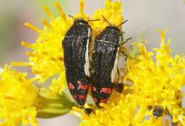 Imagem de Acmaeodera chiricahuae Barr 1972