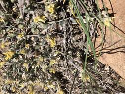 Image of Physaria kingii subsp. kingii