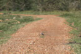 Image of Columba guinea guinea Linnaeus 1758