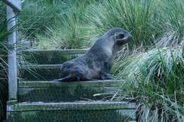 Image of tussock grass