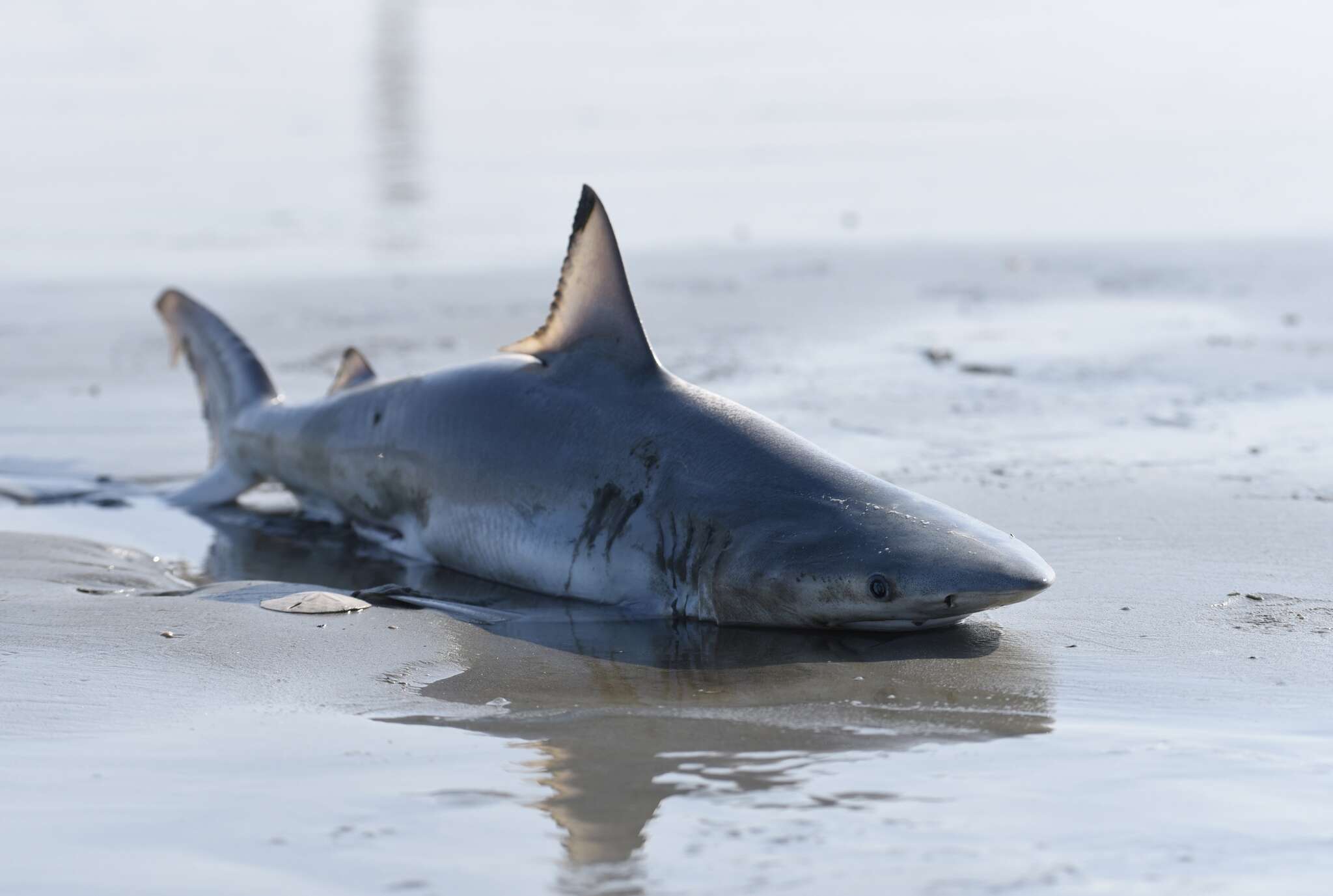 Слика од Carcharhinus isodon (Müller & Henle 1839)