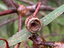 Image de Eucalyptus leucoxylon subsp. megalocarpa D. J. Boland