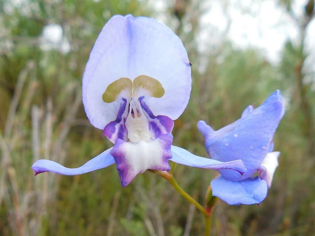 Disa graminifolia Ker Gawl. ex Spreng. resmi