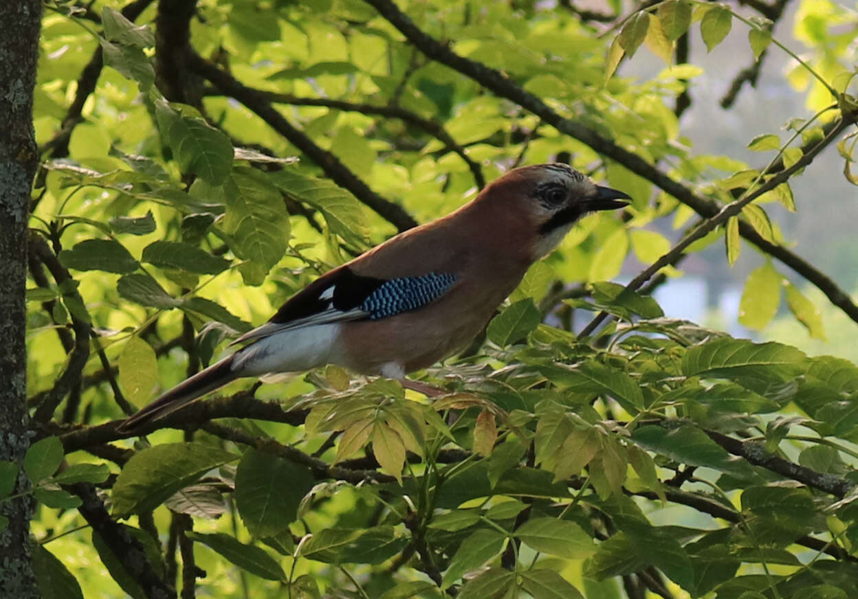 Image of Garrulus glandarius glandarius (Linnaeus 1758)