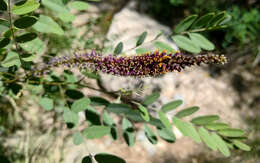 Imagem de Amorpha fruticosa L.