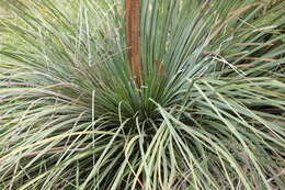 Image of Xanthorrhoea semiplana F. Muell.