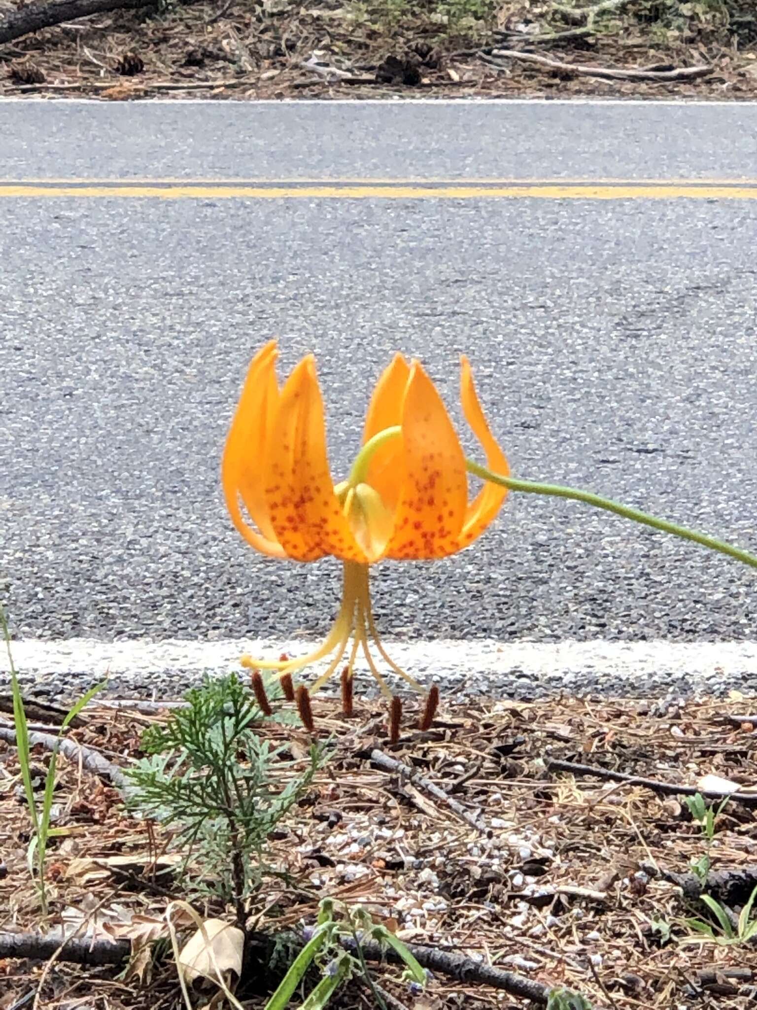 Слика од Lilium humboldtii subsp. humboldtii