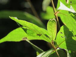 Image of Necyla formosana (Okamoto 1910)