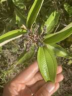 Image of Miconia stenostachya (Schrank & C. Martius) DC.