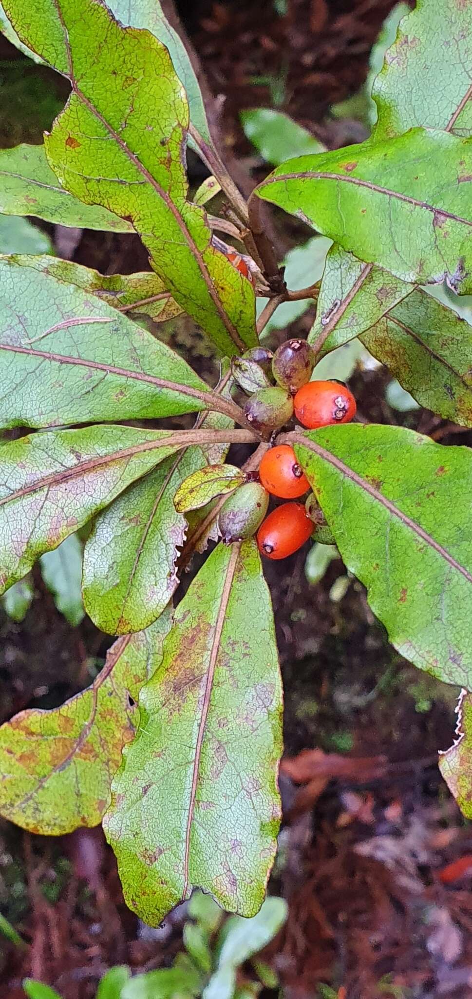 Imagem de Coprosma dodonaeifolia W. R. B. Oliv.