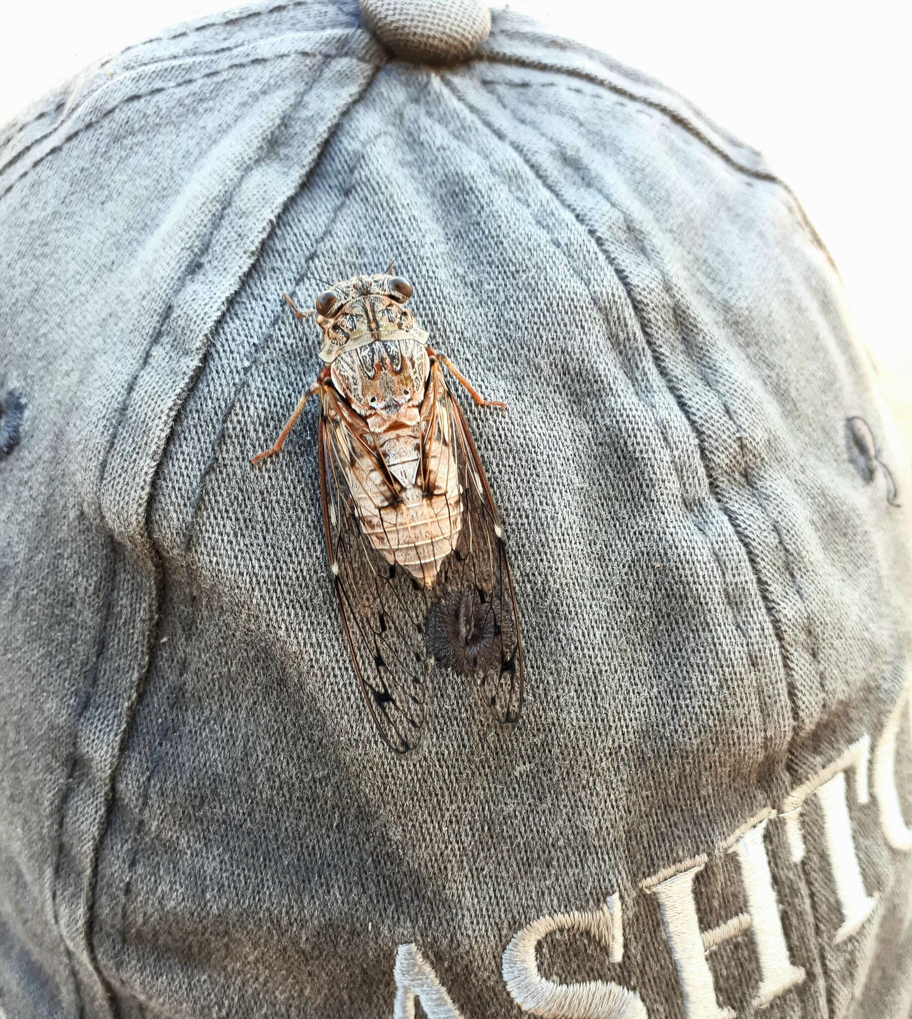 Image de Cicada mordoganensis Boulard 1979