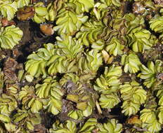 Image of Kariba-Weed