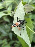 Plancia ëd Rhynocoris nitidulus (Fabricius 1781)