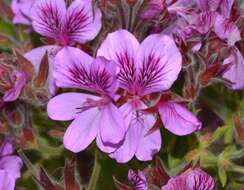 Слика од Pelargonium cucullatum subsp. tabulare B. Volschenk