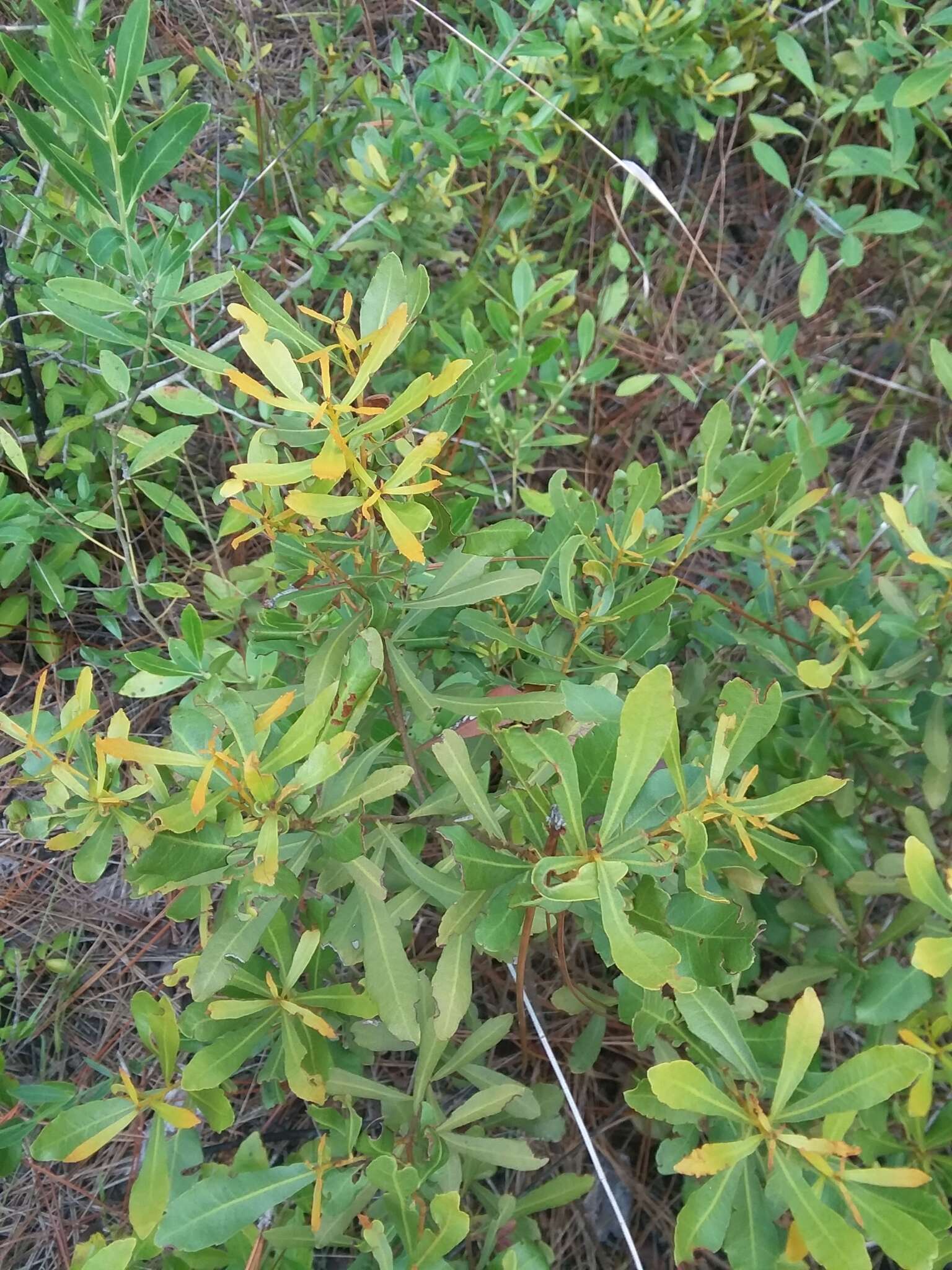 Image of wax myrtle