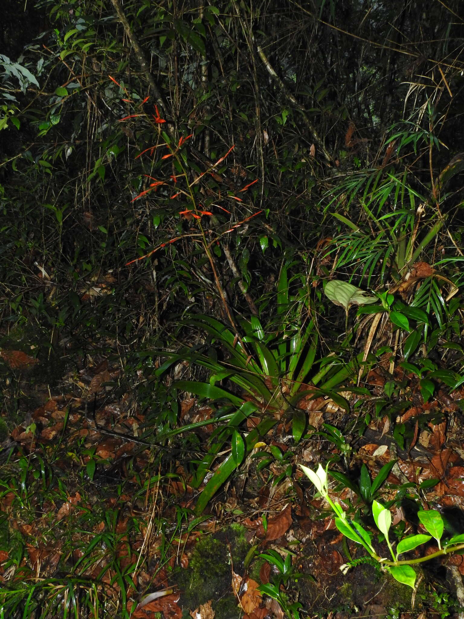 Image of Vriesea elata (Baker) L. B. Sm.