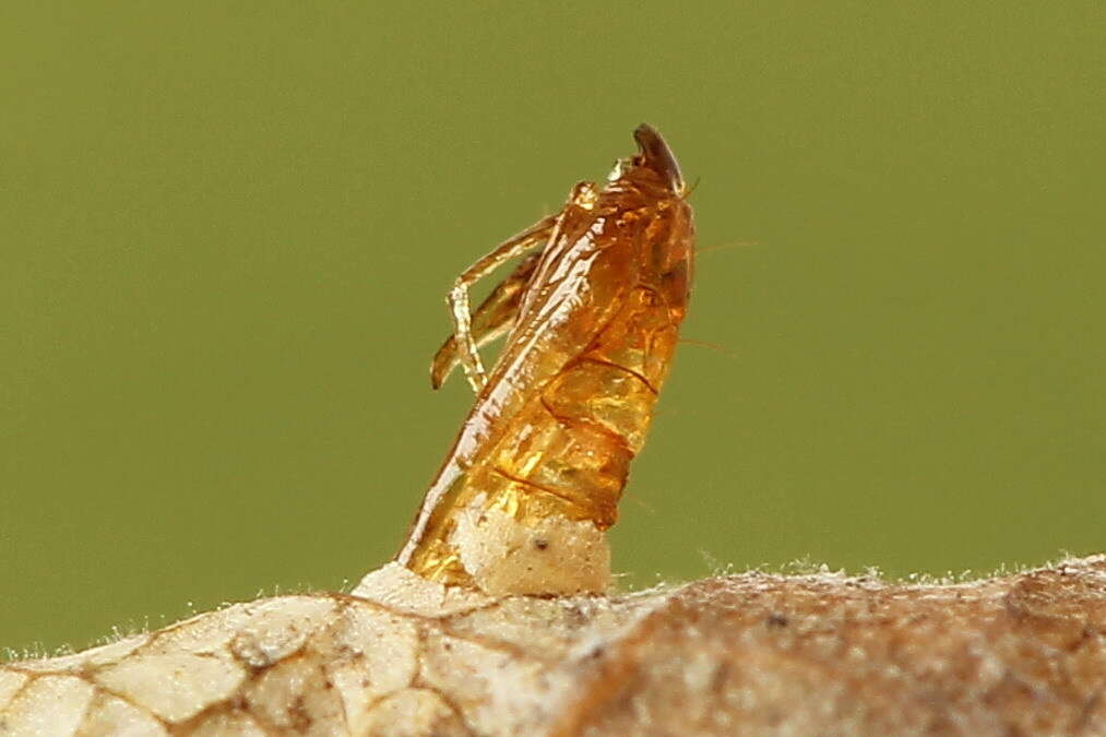 Image of Phyllonorycter lautella (Zeller 1846)