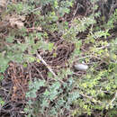 Image of Thymus piperella L.