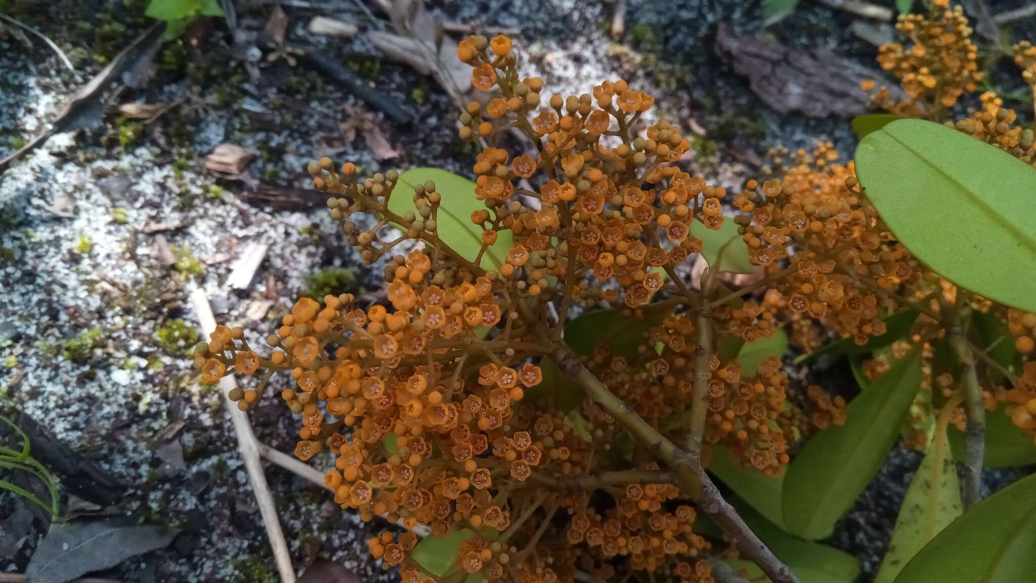 Sivun Monoporus spathulatus Mez kuva