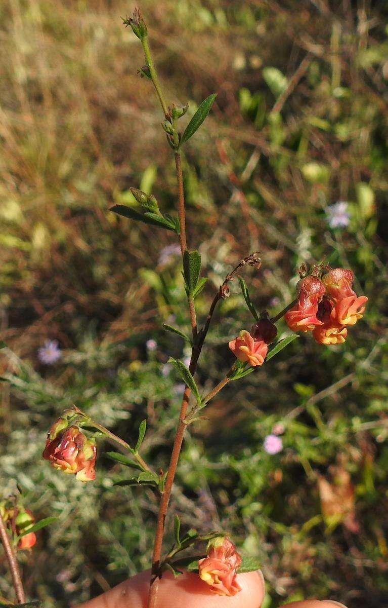 Image of Hermannia denudata var. erecta (N. E. Br.) Burtt Davy & Greenway