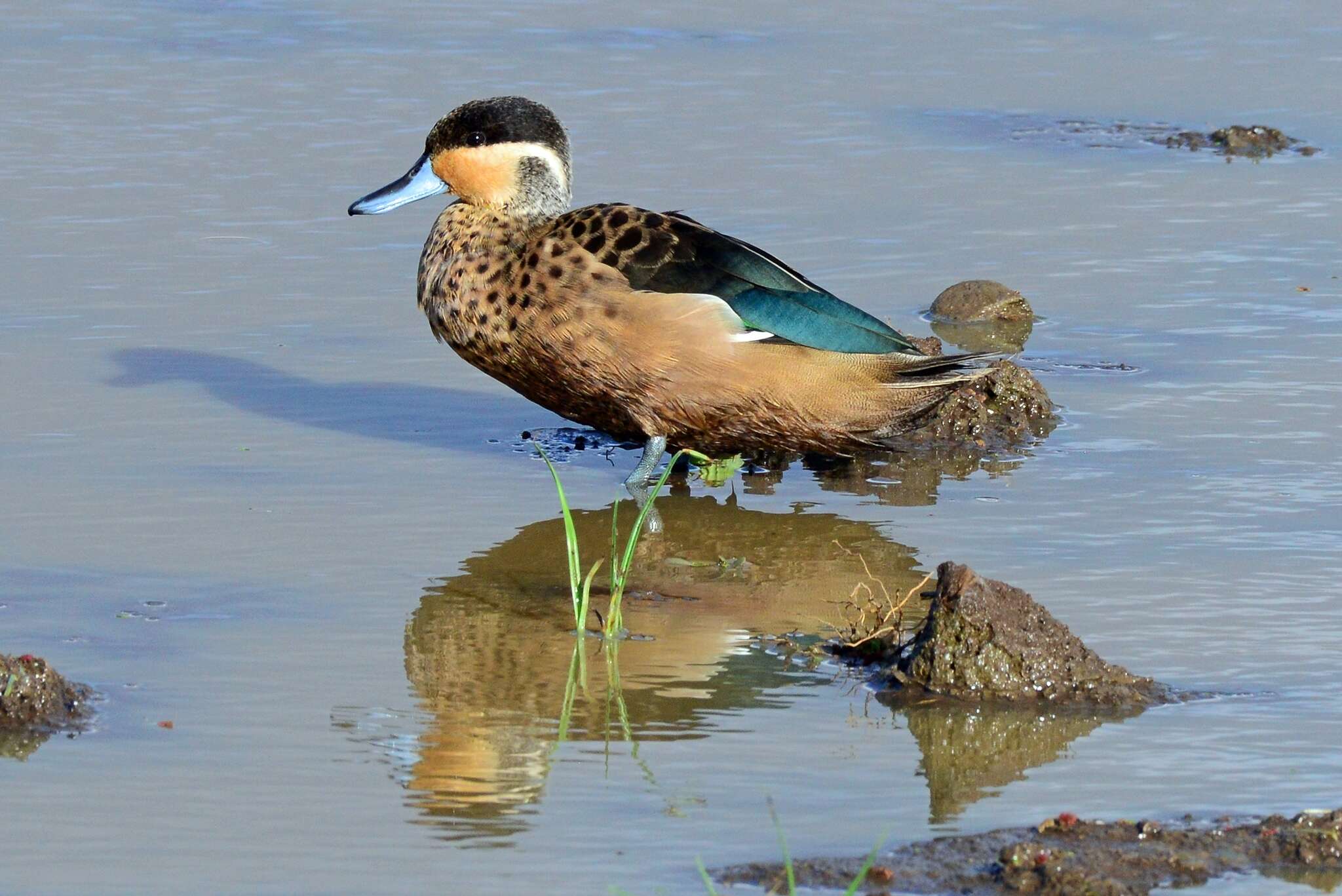 Image of Blue-billed Teal