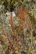 Image of Gyrostemon australasicus (Moq.) Heimerl