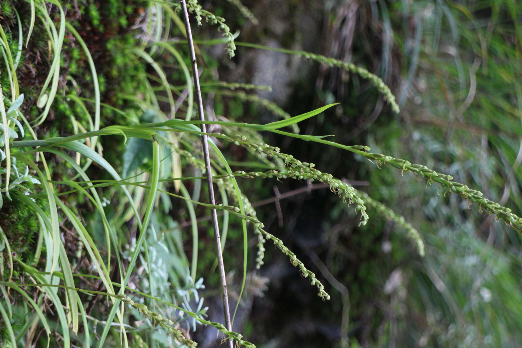 Herminium lanceum (Thunb. ex Sw.) Vuijk resmi