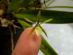 Image of Encyclia nematocaulon (A. Rich.) Acuña