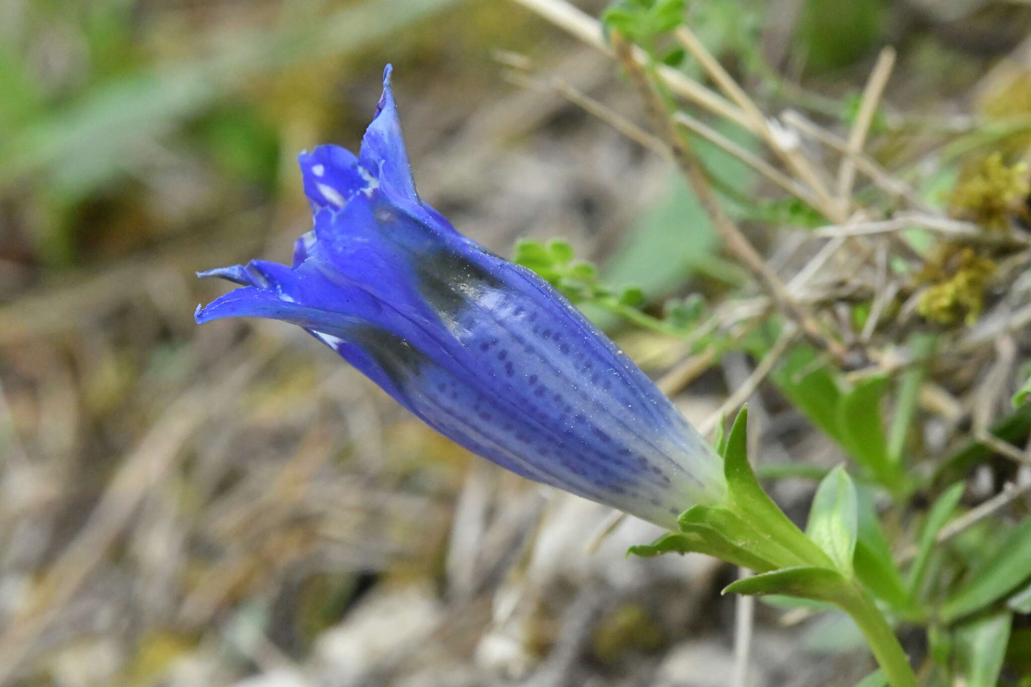 صورة Gentiana angustifolia Vill.