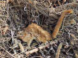 Image of Siberian Weasel