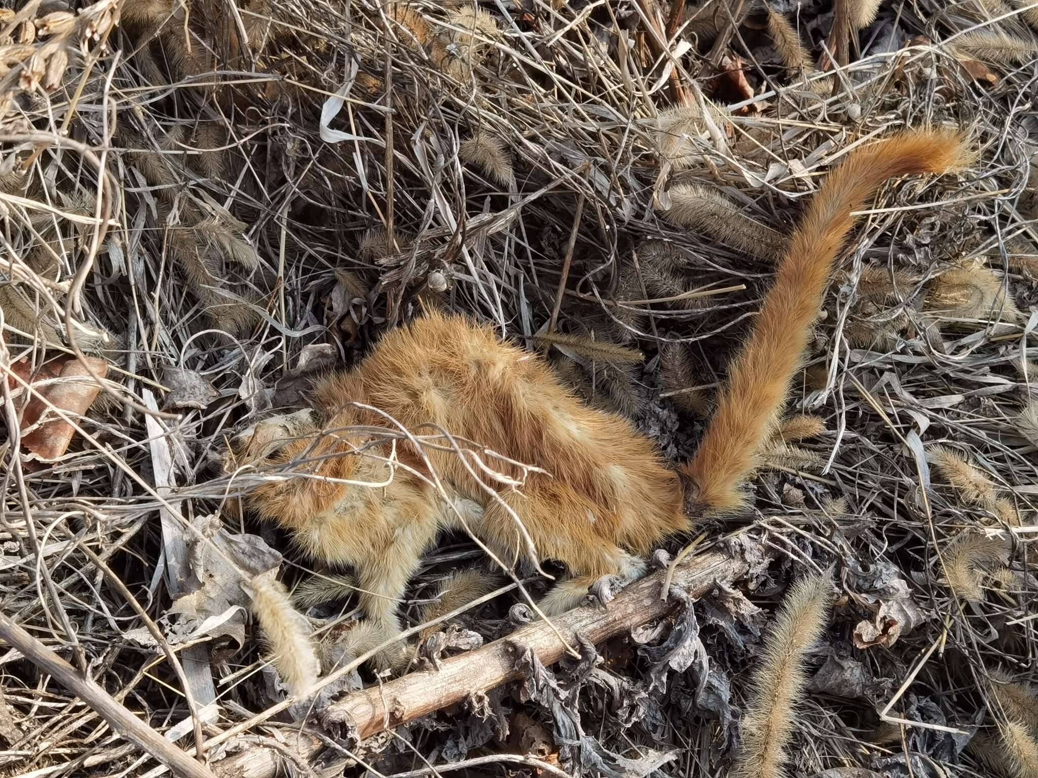 Image of Siberian Weasel