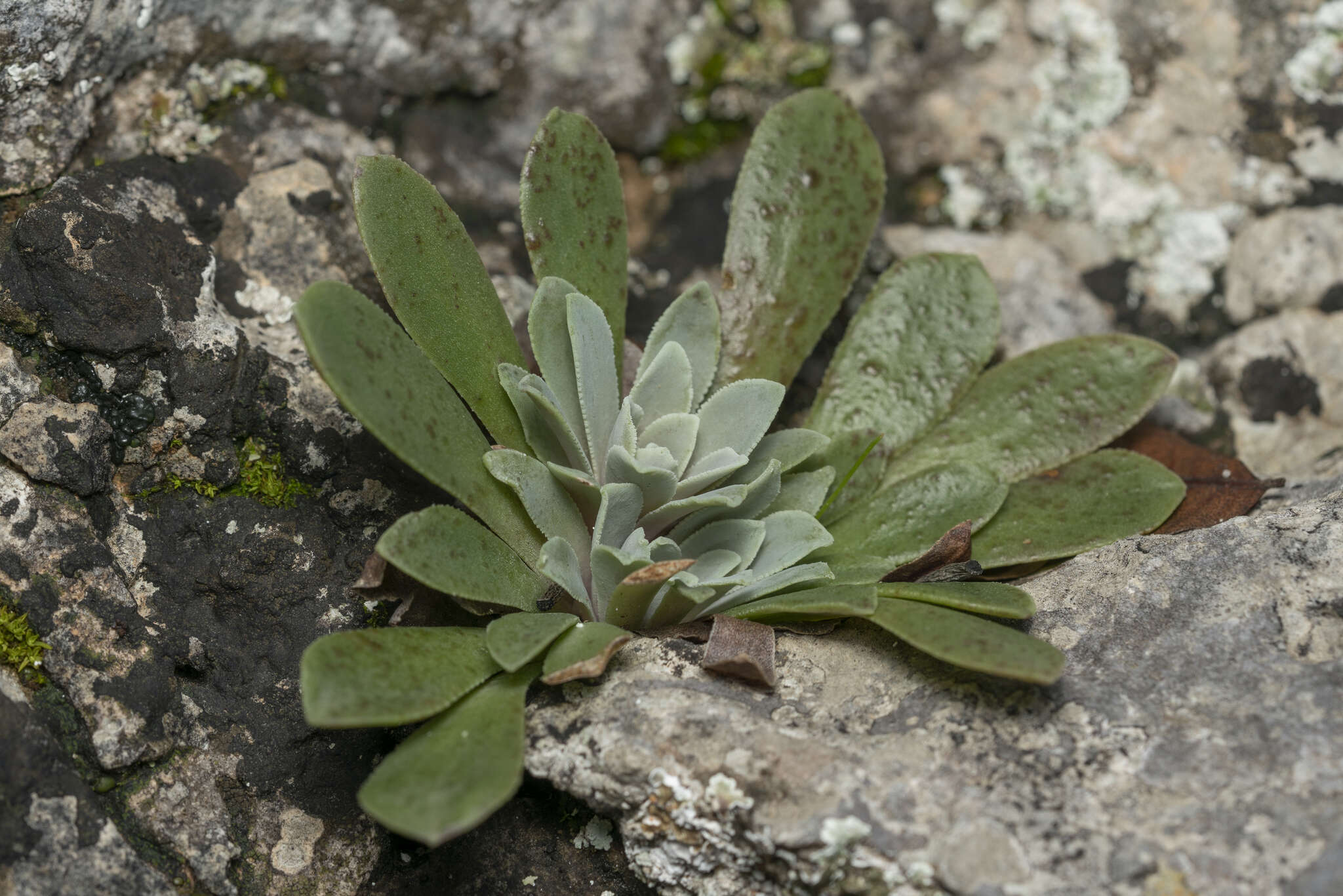 Image of Rosularia serrata (L.) A. Berger