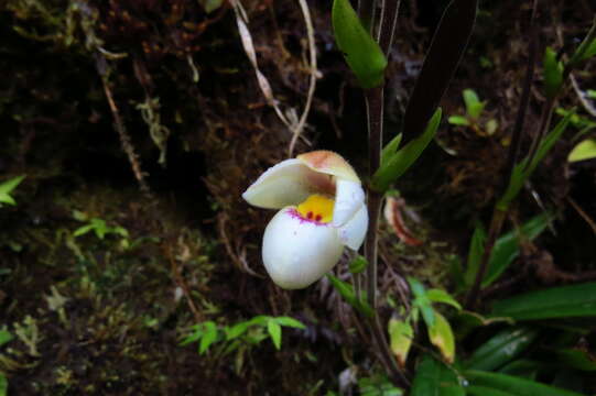 Image of Schlimm's Phragmipedium