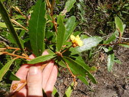 Image of Hibbertia banksii (R. Br. ex DC.) Benth.