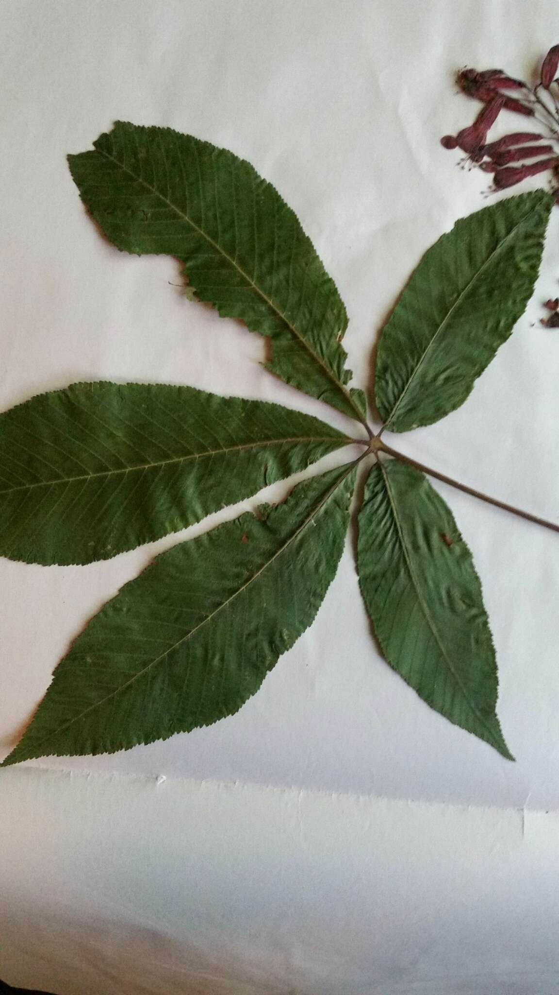 Imagem de Aesculus pavia L.