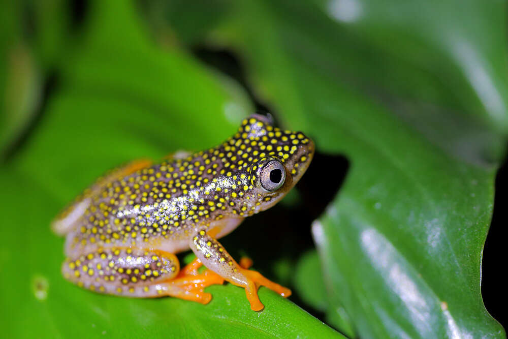 Imagem de Heterixalus alboguttatus (Boulenger 1882)