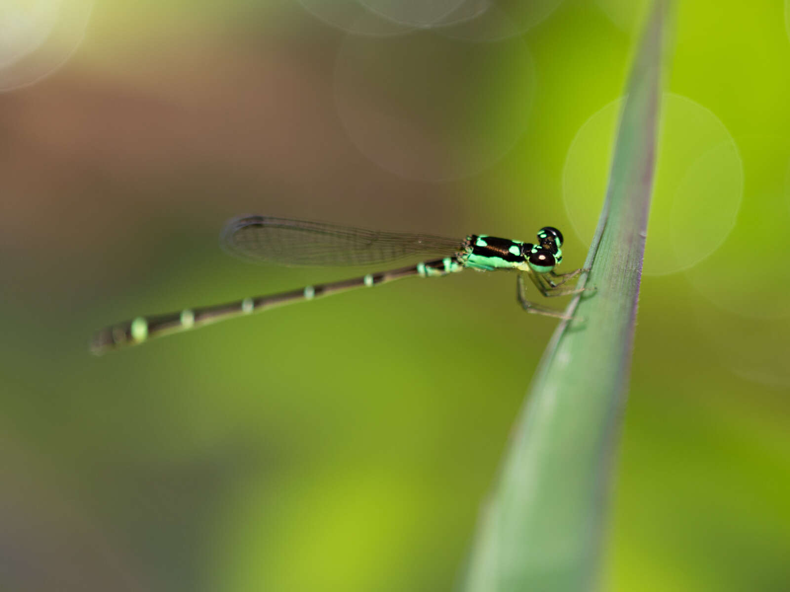 Image of Four-spot Midget