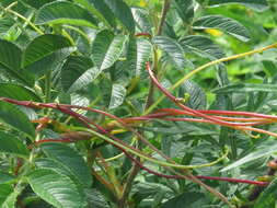 Image of Japanese dodder